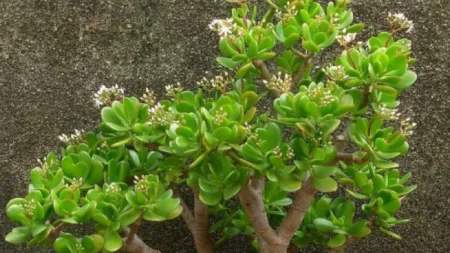 ბარაქის ხე კიდევ უფრო ლამაზი იქნება, თუ ამ მარტივ წესებს დაიცავთ