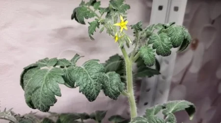 თანასოფლელმა ხნიერმა ქალბატონმა მასწავლა, როგორ გამოვკვებო ნერგები ქიმიკატების გარეშე, რათა უხვი მოსავლის აღება გარდაუვალი იყოს