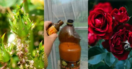 იოდისა და რძის ნარევმა ჩემი ვარდები საბოლოოდ იხსნა. თუ გსურთ, თქვენი ბაღი იდეალურად ლამაზი იყოს, გაითვალისწინეთ რამდენიმე რჩევა