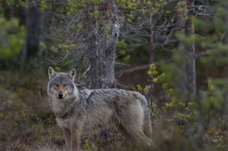 მუტანტი მგლები ჩერნობილიდან – კიბოს მიმართ საოცარი მდგრადობის მაგალითი